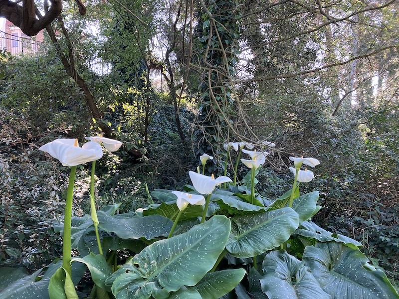 Spotted calla lilies growing on a park hillside. They have very large white flowers with yellow spathe (peak) at the center.