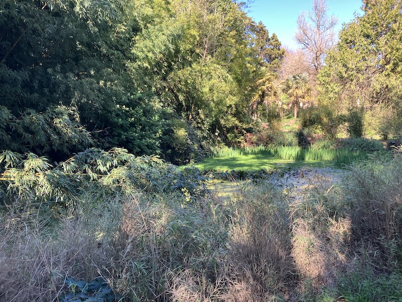A mossy pond beneath trees. Several varieties of water-plant are visible across the surface.